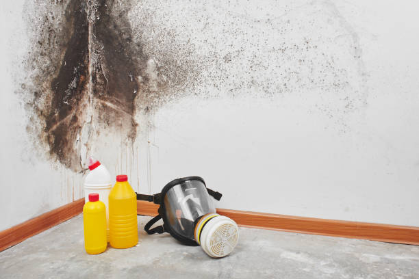 Best Crawl Space Mold Removal  in Waelder, TX