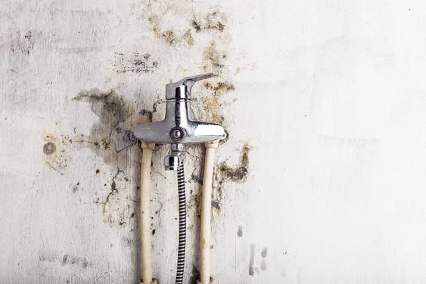 Best Fast Mold Removal  in Waelder, TX