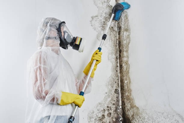 Best Emergency Mold Removal  in Waelder, TX