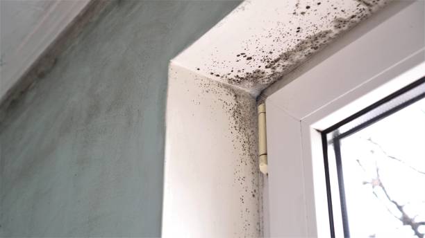 Best Toxic Mold Removal  in Waelder, TX