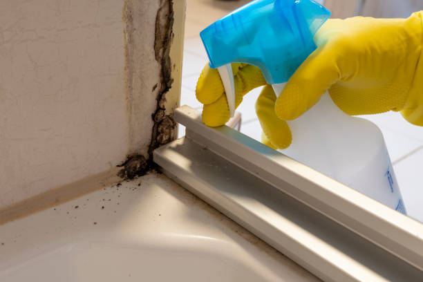 Trusted Waelder, TX Mold Removal Experts