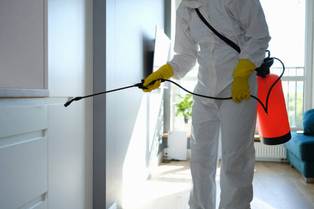 Best Certified Mold Removal  in Waelder, TX