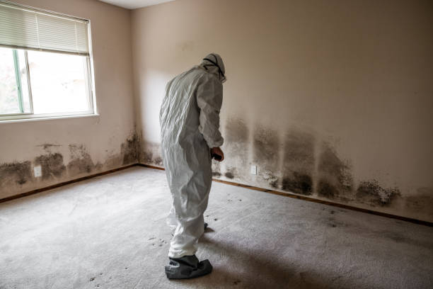 Best Commercial Mold Removal  in Waelder, TX