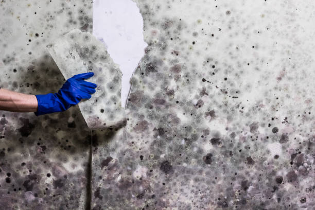 Professional Mold Removal in Waelder, TX