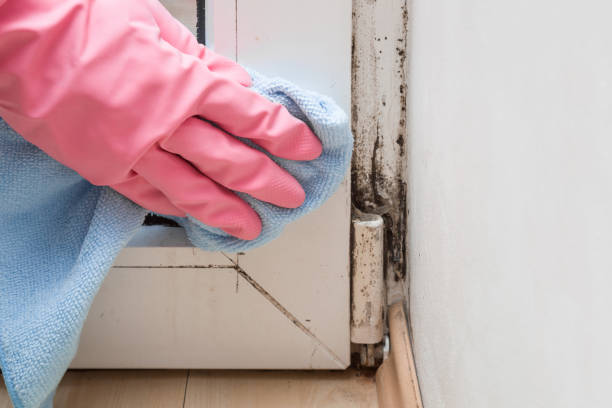 Best Toxic Mold Removal  in Waelder, TX