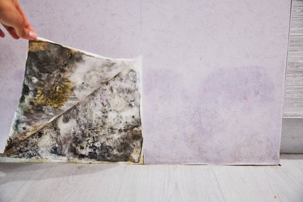 Best Affordable Mold Removal  in Waelder, TX